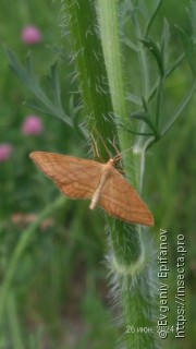 Idaea ochrata