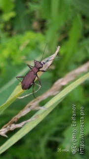 Cylindera germanica