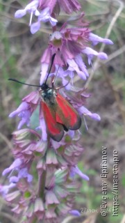 Zygaena purpuralis