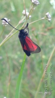 Zygaena purpuralis