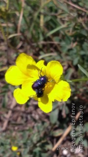 Cryptocephalus violaceus