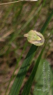 Antheminia lunulata