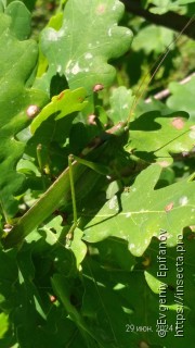 Tettigonia viridissima