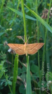 Idaea ochrata