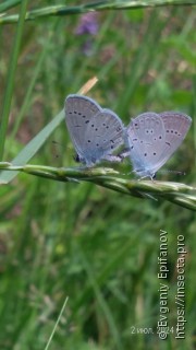 Cupido decolorata