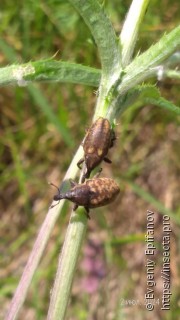 Larinus pollinis