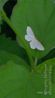 Idaea humiliata