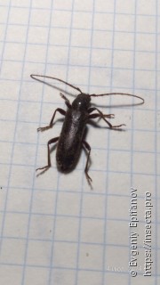 Trichoferus campestris