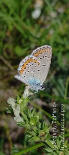 Plebejus argyrognomon