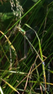 Lestes virens vestalis