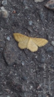 Idaea rufaria