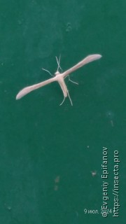 Pterophorinae