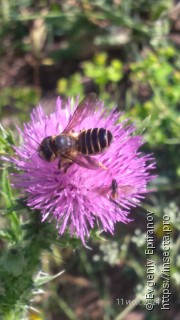 Megachilidae