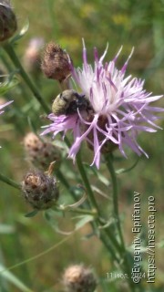 Larinus obtusus