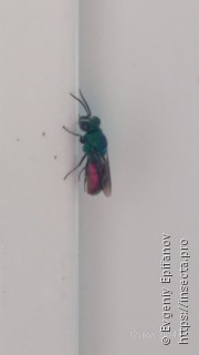 Chrysis sexdentata