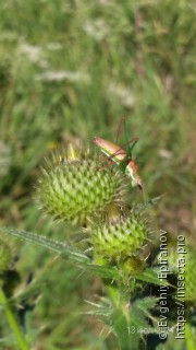 Leptophyes albovittata