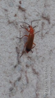 Rhagonycha fulva