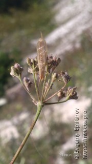 Oecanthus pellucens