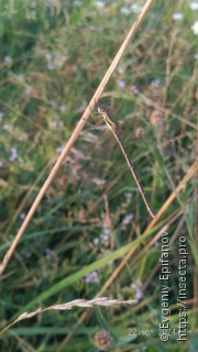 Lestes barbarus