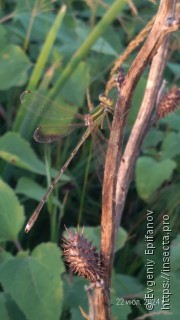 Lestes barbarus