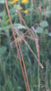 Lestes barbarus