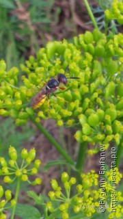 Имаго  Philanthus triangulum