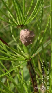 Eumeninae