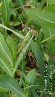 Conocephalus fuscus