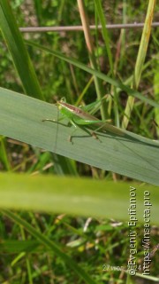 Conocephalus fuscus