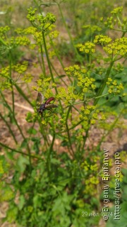 Cylindromyia bicolor