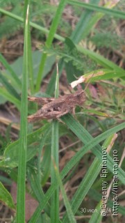 Chorthippus macrocerus