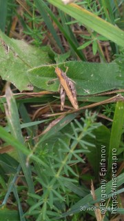 Chorthippus macrocerus