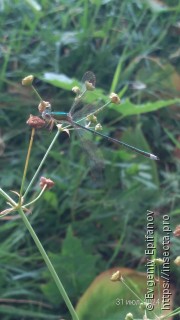 Lestes virens vestalis