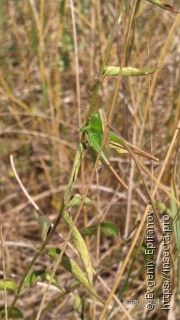 Bicolorana bicolor