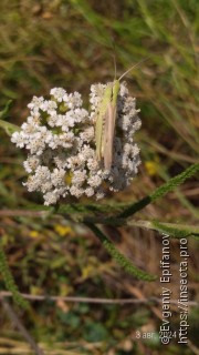 Aiolopus thalassinus