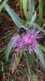 Bombus humilis