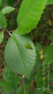 Stictocephala bisonia