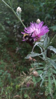 Имаго  Bombus barbutellus