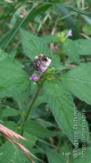 Anthophora furcata