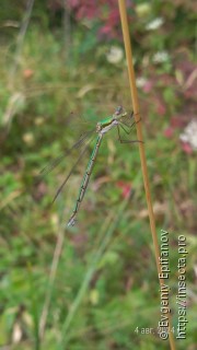 Lestes virens