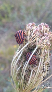 Graphosoma italicum