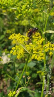 Tiphia femorata