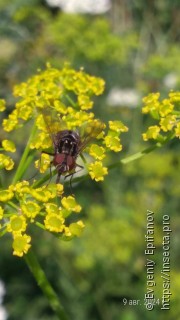 Graphomya maculata