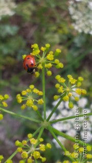 Ceratomegilla undecimnotata