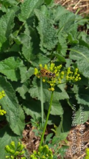 Vespula germanica