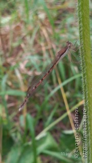 Sympecma fusca