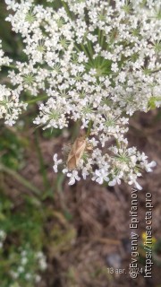 Adelphocoris lineolatus