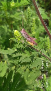 Chorthippus brunneus