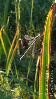 Chalcolestes parvidens