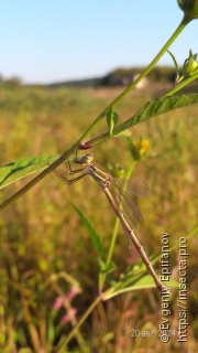 Lestes barbarus